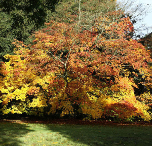 Acer japonicum ‘Vitifolium’